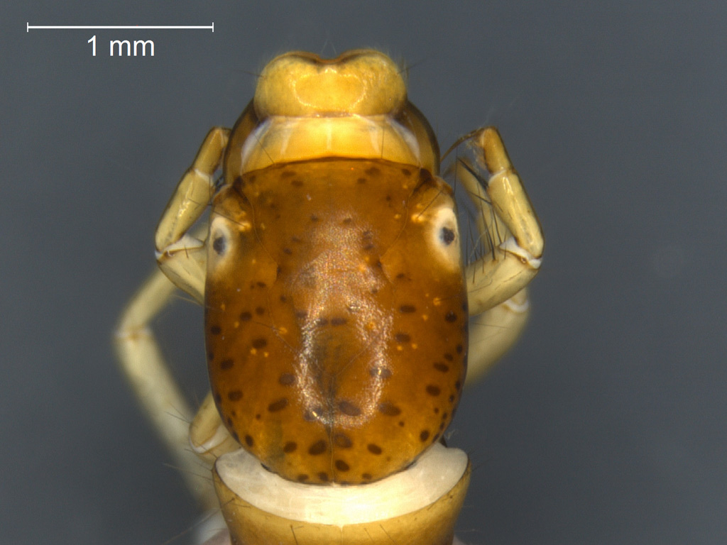 Polycentropus irroratus